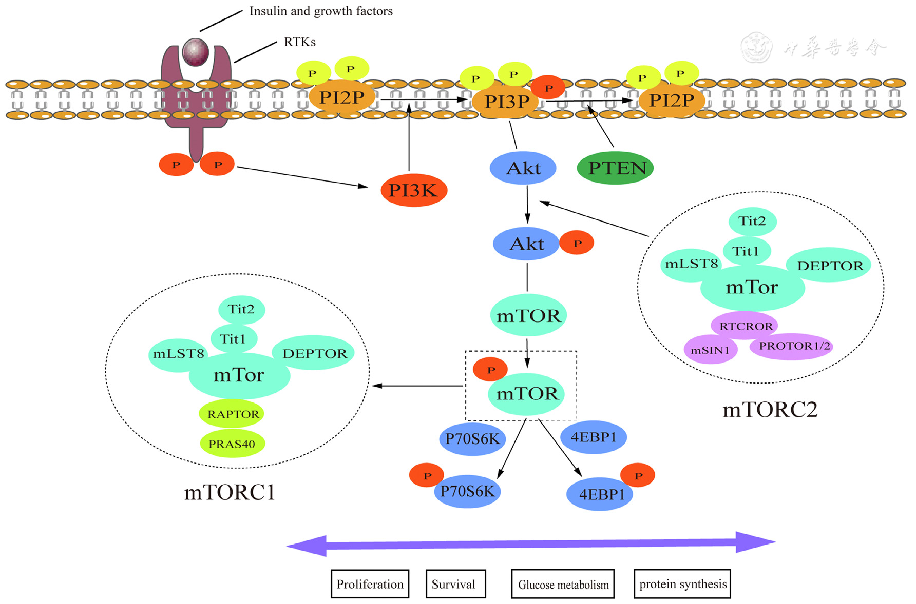 Sydney sweeney jeans